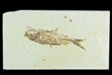 Bargain, Fossil Fish (Knightia) - Green River Formation #126528-1